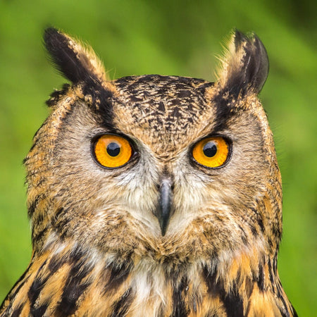 Spirituele Betekenis Vogels - Boodschappen van Boven