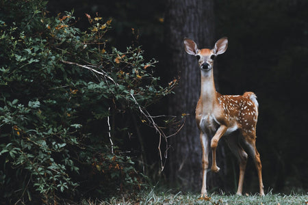 Totemdieren Herkennen, Tips om Je Spirit Animal te Vinden