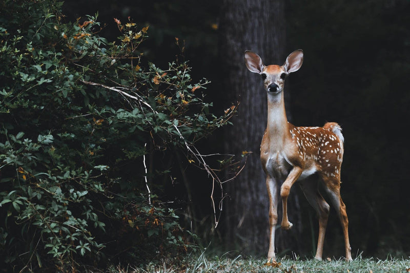 Totemdieren Herkennen, Tips om Je Spirit Animal te Vinden