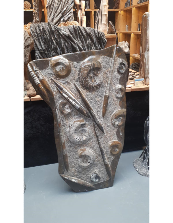 Orthoceras met Ammoniet sculptuur nr.29