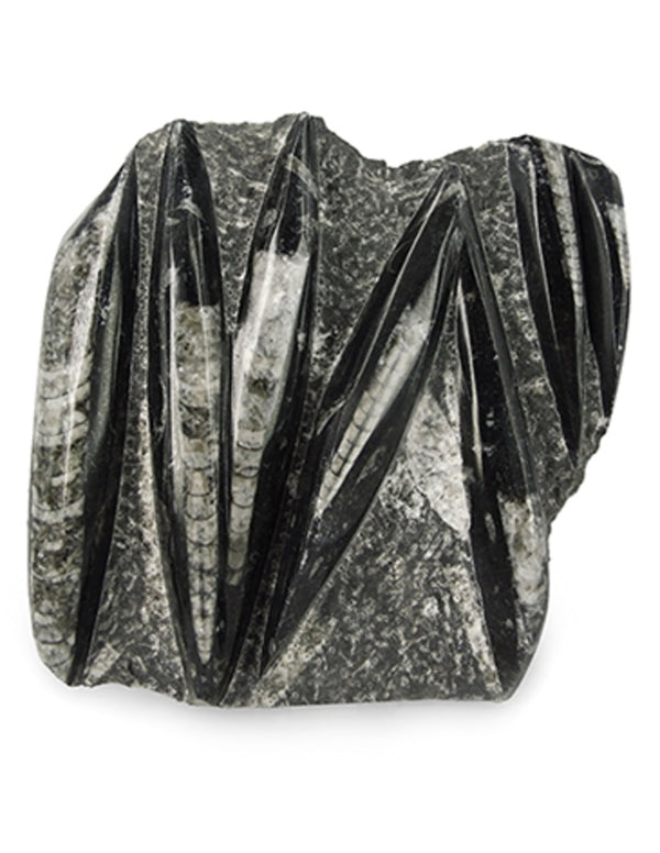 Orthoceras stukken, p/kg