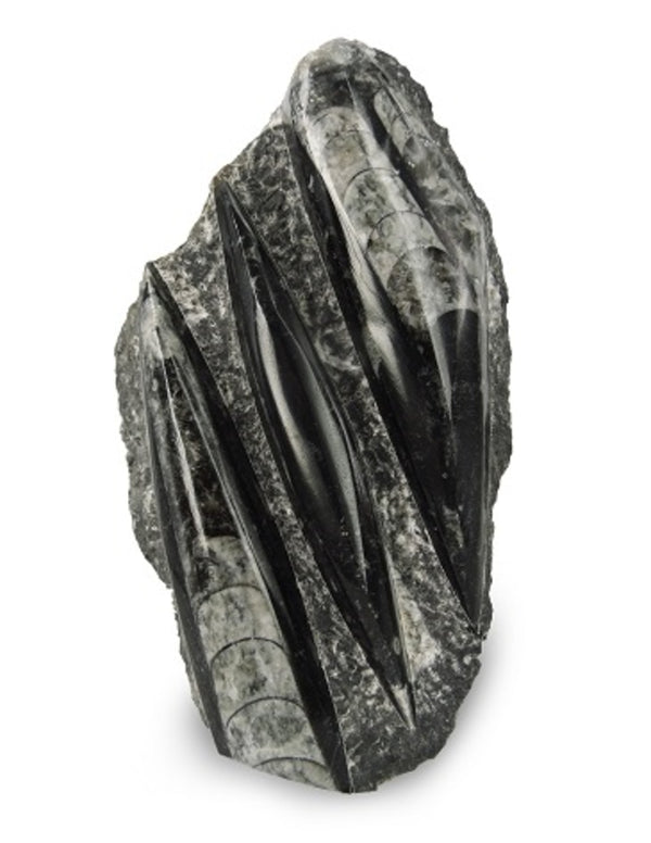 Orthoceras stukken, p/kg