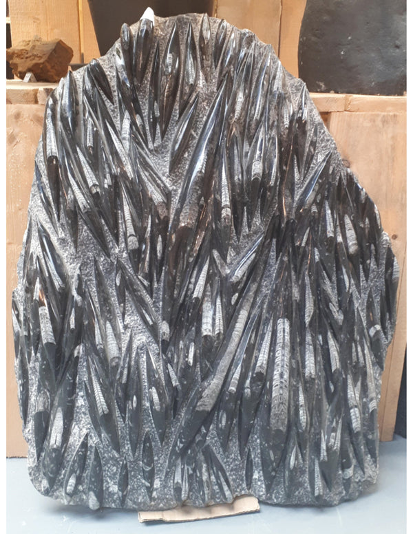 Orthoceras XL plaat nr.2