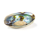 Abalone Schelp Paua Haliotis Iris Blauw Groen 12.5 - 15.5 cm