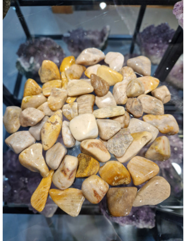 Versteend hout trommelstenen 500 gr. (mt3)