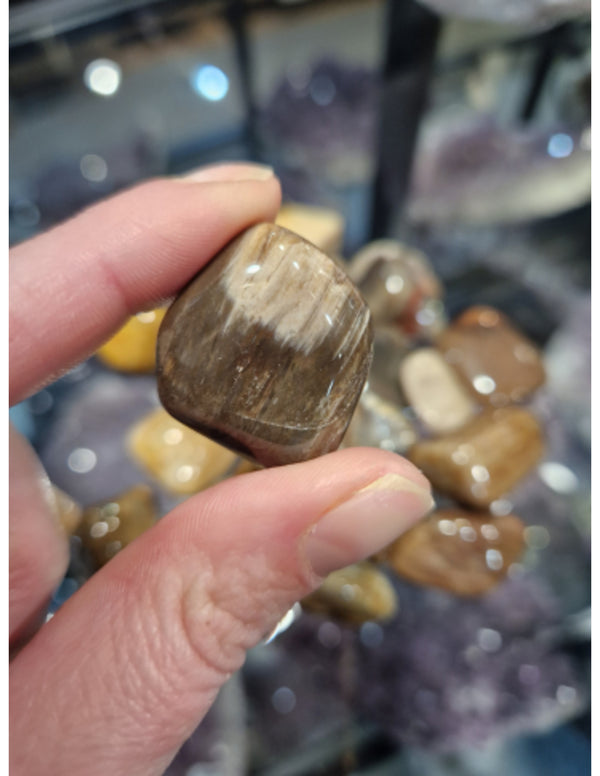 Versteend hout trommelstenen 250 gr. (mt3)