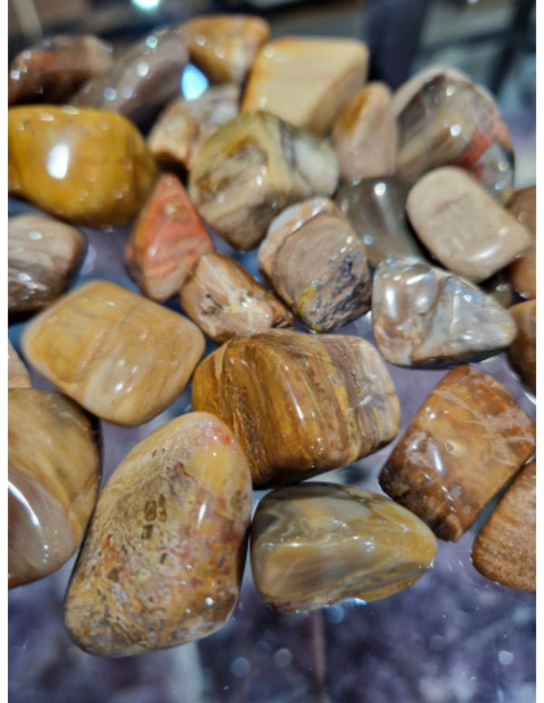 Versteend hout trommelstenen 250 gr. (mt3)