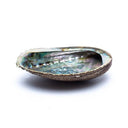 Abalone Smudge Schelp Haliotis Fulgens Roodbruin Parelmoer 12 - 16 cm