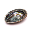 Abalone Smudge Schelp Haliotis Fulgens Roodbruin Met Parelmoer ±15-17cm