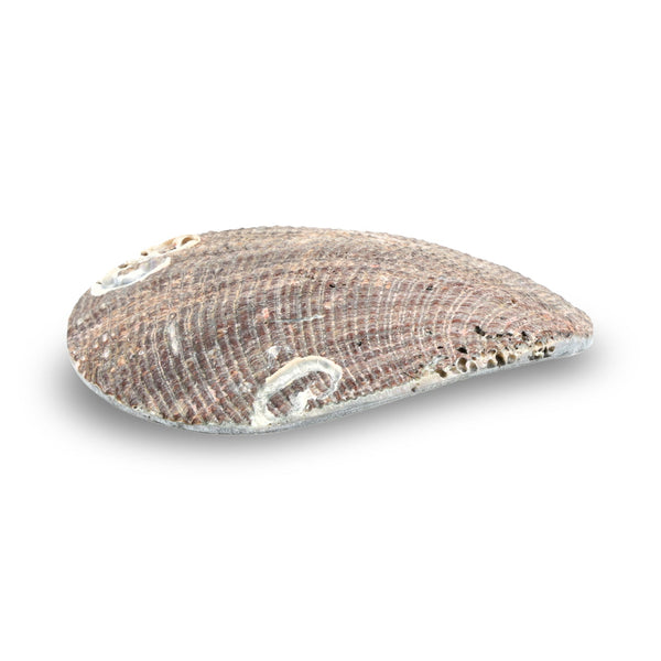 Sieradenschaaltje Abalone 10 cm