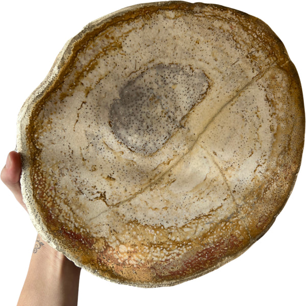 Versteend palm schijf nr.01