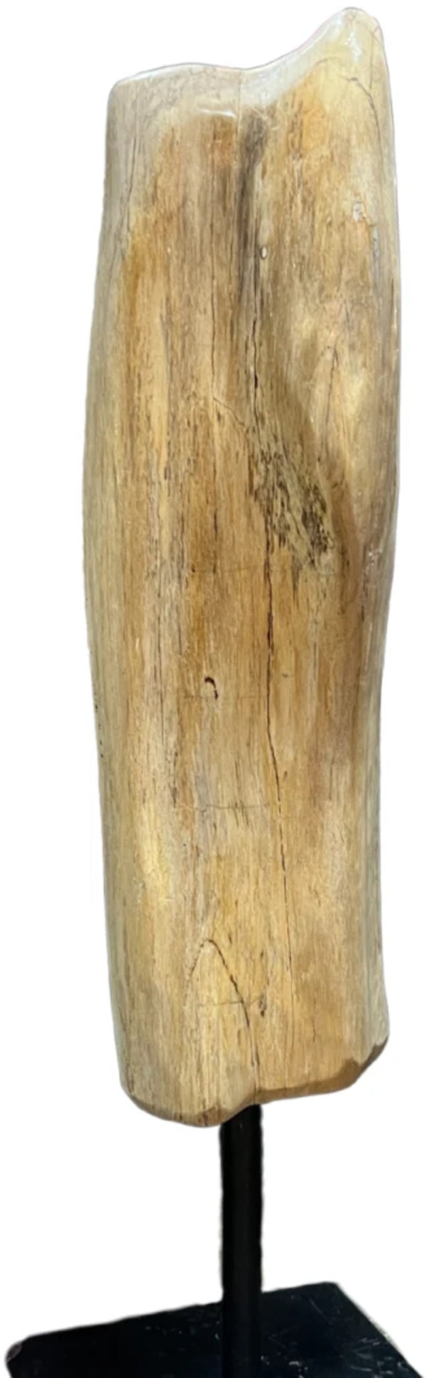 Versteend hout sculptuur op voet nr.5303