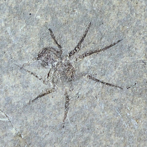 Fossiele spin nr.63