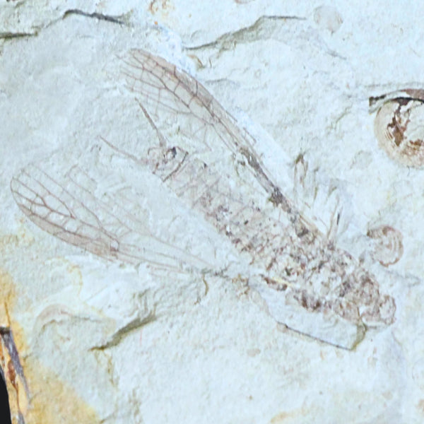 Insect/vlieg fossiel nr.58