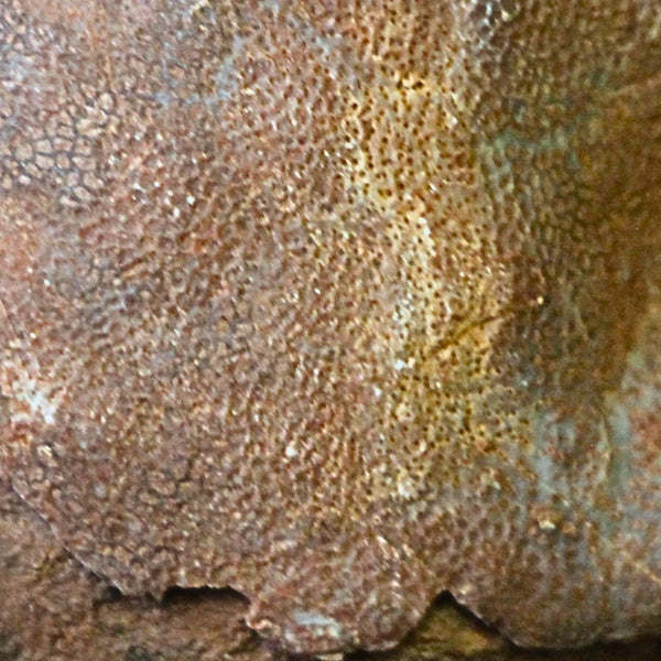 Echinoidea zee-egel fossiel nr.62