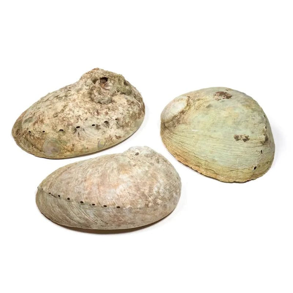 Abalone Smudge Schelp Haliotis Diversicolor 10~11.5 cm Vietnam