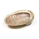 Abalone Smudge Schelp Haliotis Diversicolor 12-16cm