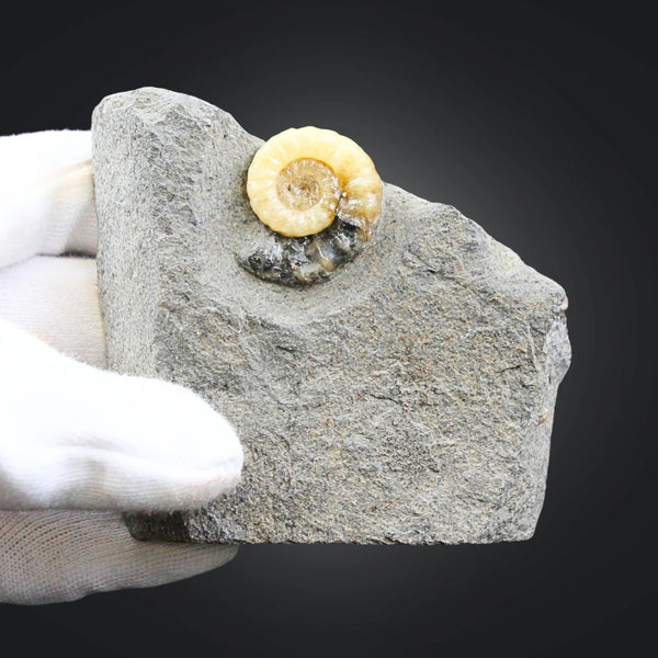 Asteroceras fossiel met Calciet nr.03