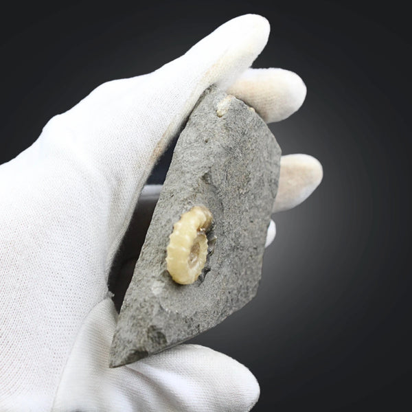 Asteroceras fossiel met Calciet nr.03