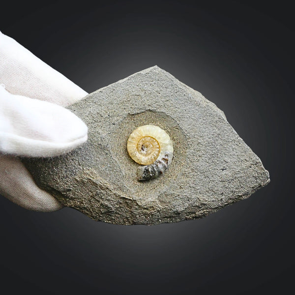 Asteroceras fossiel met Calciet nr.01