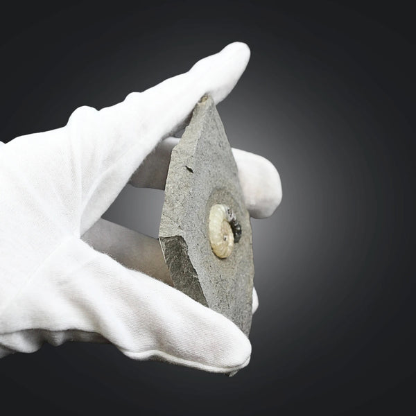 Asteroceras fossiel met Calciet nr.01