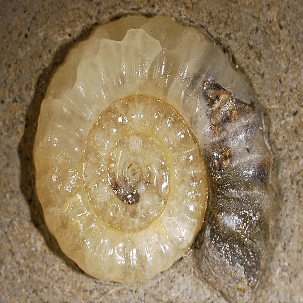 Asteroceras fossiel met Calciet nr.01