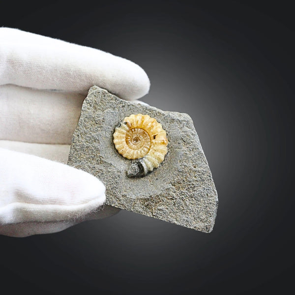 Asteroceras fossiel met Calciet nr.02