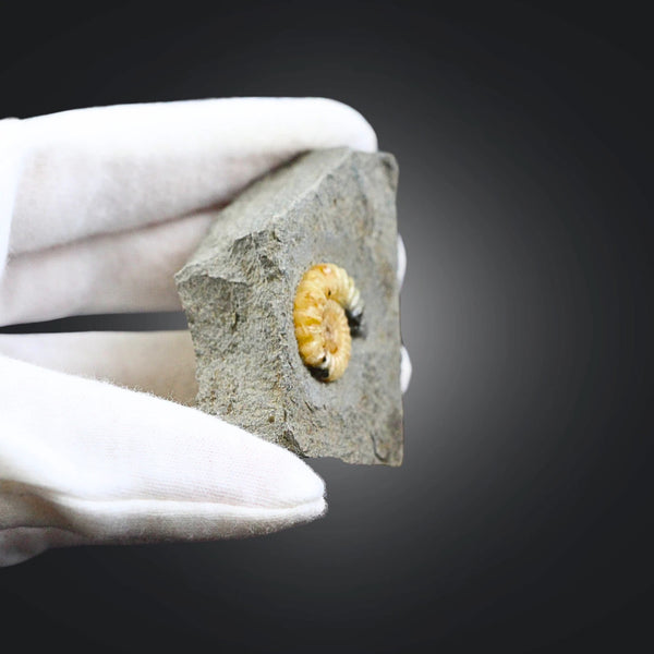 Asteroceras fossiel met Calciet nr.02
