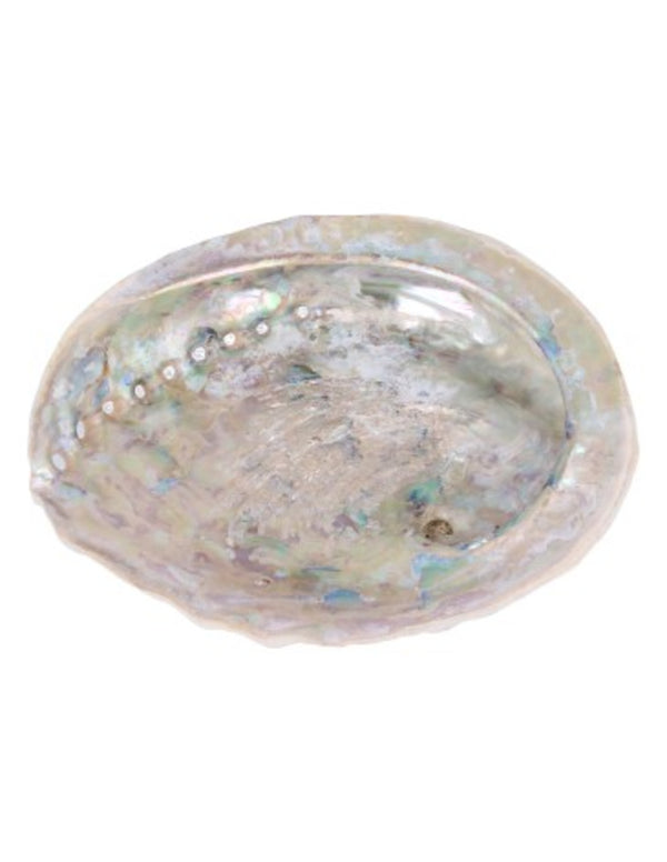 Abalone smudge schelp