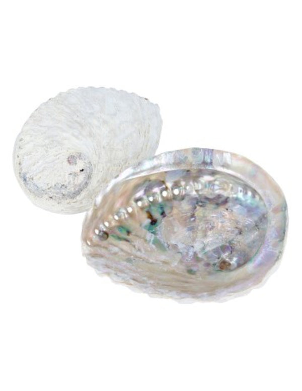 Abalone smudge schelp