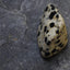 Dalmatier Jaspis
