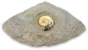 Asteroceras fossiel met Calciet nr.01