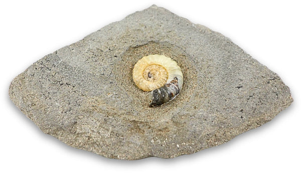 Asteroceras fossiel met Calciet nr.01