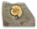 Asteroceras fossiel met Calciet nr.02