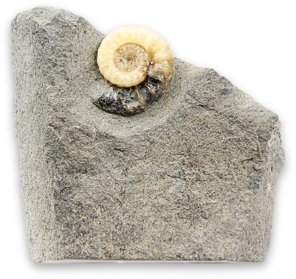 Asteroceras fossiel met Calciet nr.03