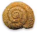 Castropool fossiel nr.64