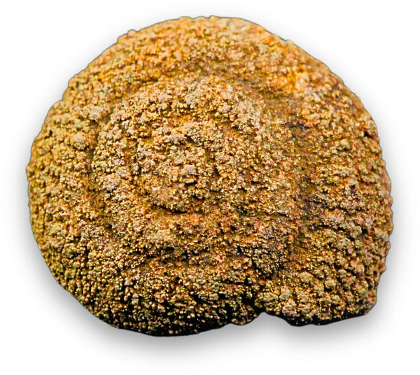 Castropool fossiel nr.64
