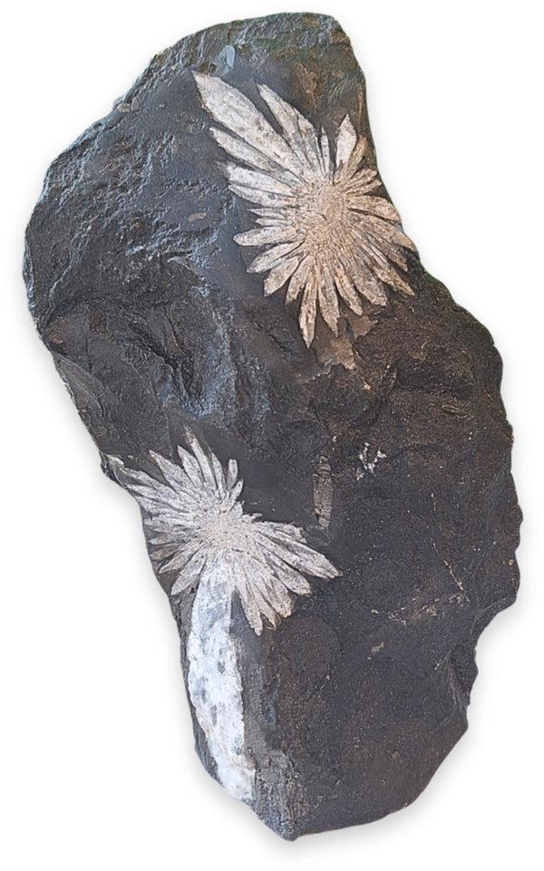 Chrysantensteen sculptuur nr.05