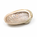 Abalone Smudge Schelp Haliotis Diversicolor 12-16cm