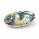 Abalone Schelp Paua Haliotis Iris Blauw Groen 12.5 - 15.5 cm