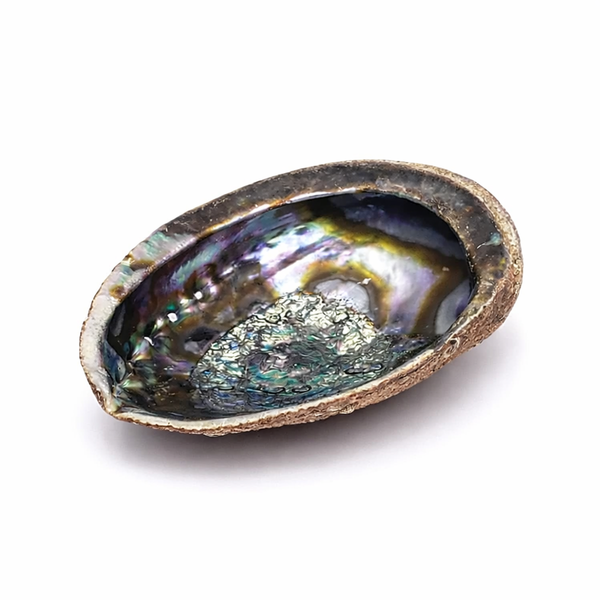 Abalone Smudge Schelp Haliotis Fulgens Roodbruin Met Parelmoer ±15-17cm