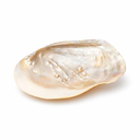 Schelp Met Parelmoer En Parels