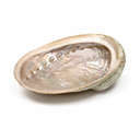 Abalone Smudge Schelp Haliotis Diversicolor ±15.5-18 cm