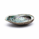 Abalone Smudge Schelp Haliotis Fulgens Roodbruin Parelmoer 12 - 16 cm