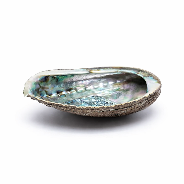 Abalone Smudge Schelp Haliotis Fulgens Roodbruin Parelmoer 12 - 16 cm