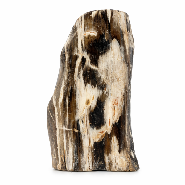 Fossiel Hout uit Java Gepolijst