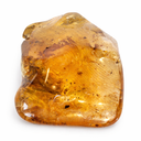 Madagaskar Copal met Blad ongeveer 7 cm