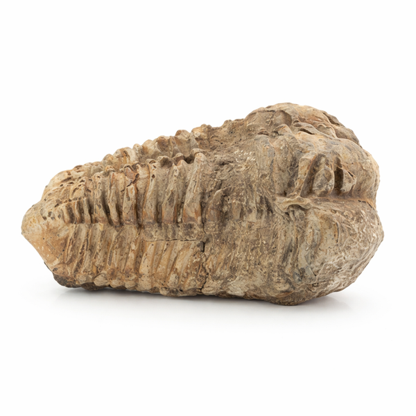 Fossiel Trilobiet bruin ca. 6 cm