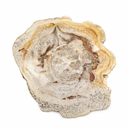 Versteend hout schijf Java beige bruin uniek natuurproduct