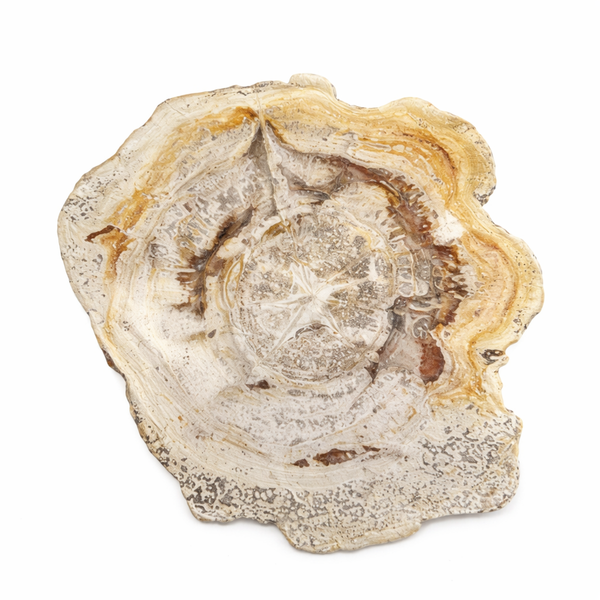Versteend hout schijf Java beige bruin uniek natuurproduct